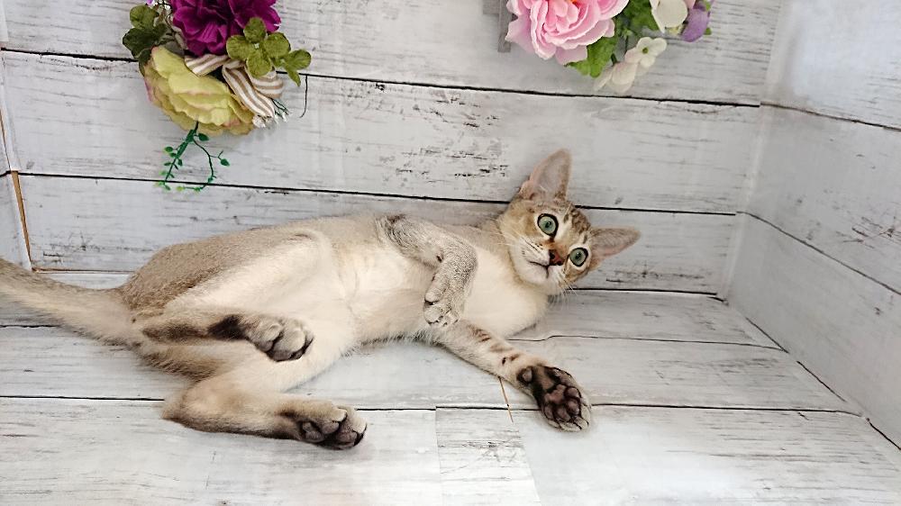 シンガプーラの詳細情報 ペットを探す ペットワールド アミーゴ