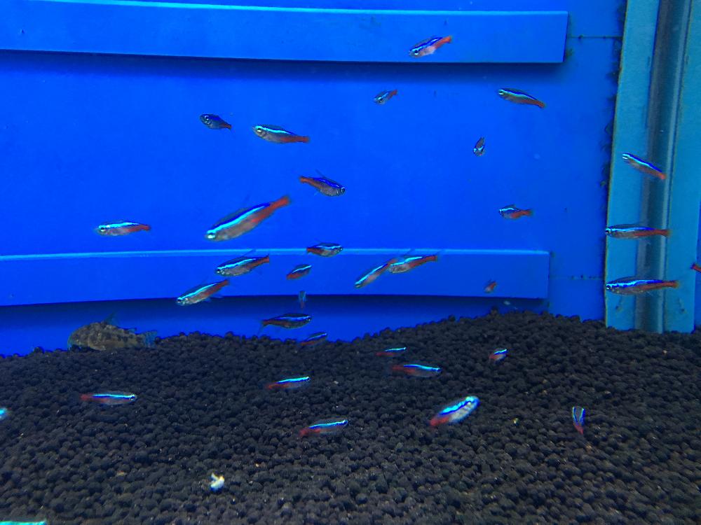 淡水魚 カラシンの詳細情報 ペットを探す ペットワールド アミーゴ