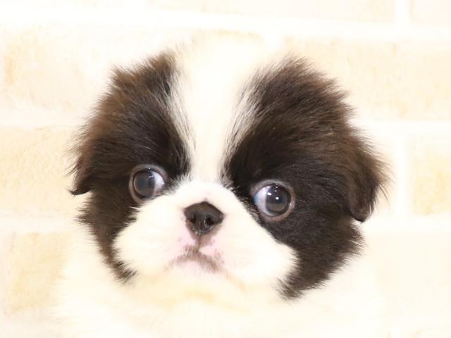 狆 ちん の詳細情報 ペットを探す ペットワールド アミーゴ