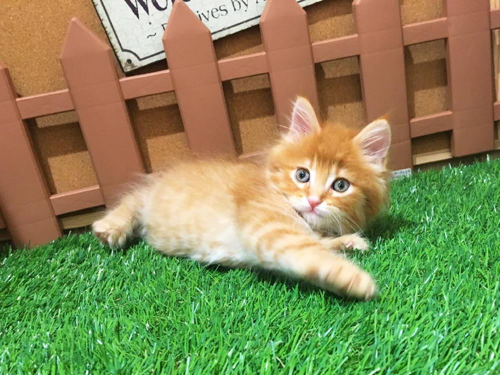 ミックス猫の詳細情報  ペットを探す  ペットワールド アミーゴ