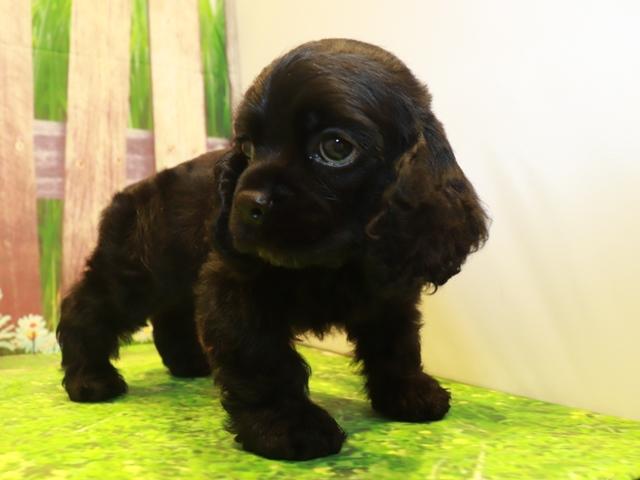 アメリカン コッカー スパニエルの詳細情報 ペットを探す ペットワールド アミーゴ