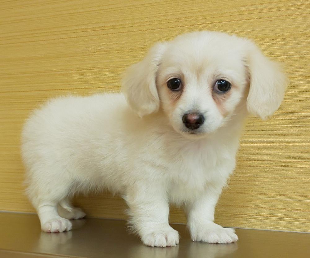 ミックス犬の詳細情報 ペットを探す ペットワールド アミーゴ