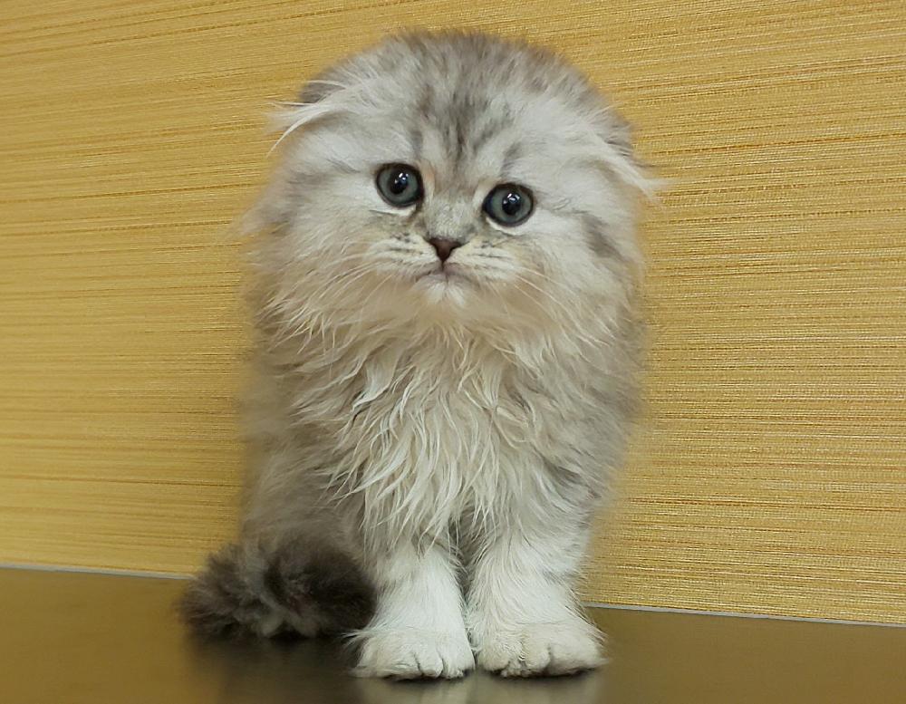 スコティッシュフォールドの詳細情報 ペットを探す ペットワールド アミーゴ