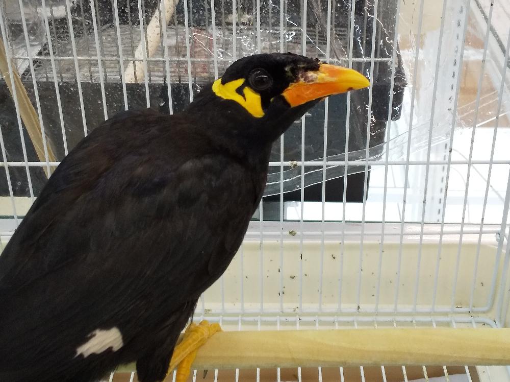 鳥 インコ オウム以外の詳細情報 ペットを探す ペットワールド アミーゴ