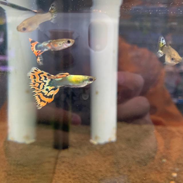 トップ100グッピー 淡水魚 最高の花の画像