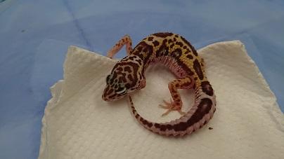 爬虫類 レオパの詳細情報 ペットを探す ペットワールド アミーゴ