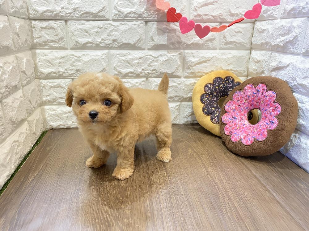 ミックス犬の詳細情報 ペットを探す ペットワールド アミーゴ