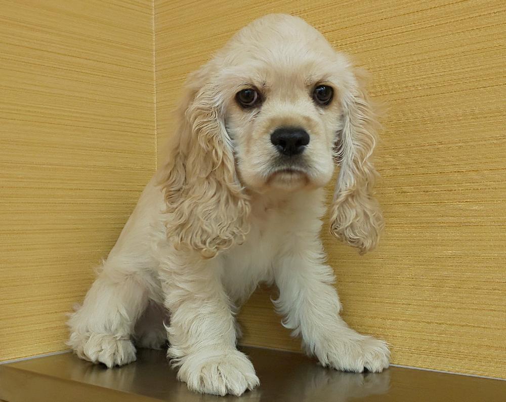 アメリカン コッカー スパニエルの詳細情報 ペットを探す ペットワールド アミーゴ