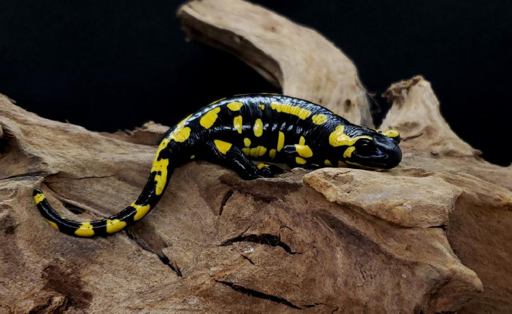 両生類 の詳細情報 ペットを探す ペットワールド アミーゴ