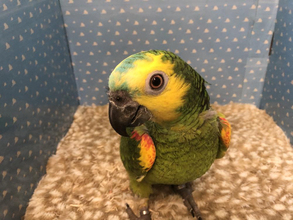 鳥 その他インコ オウムの詳細情報 ペットを探す ペットワールド アミーゴ