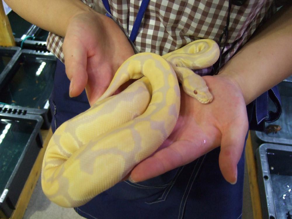 爬虫類 ヘビの詳細情報 ペットを探す ペットワールド アミーゴ