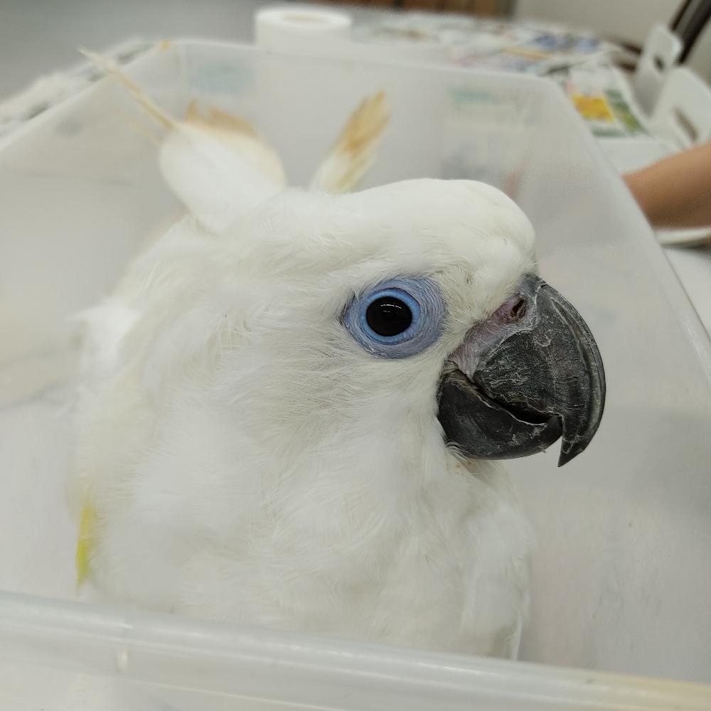 お礼や感謝伝えるプチギフト 油絵風絵画 情熱のオウム タイハクオウムイラスト 他の Vehicleadminservices Com お礼や感謝伝えるプチギフト 油絵風絵画 情熱のオウム タイハクオウムイラスト 他の Vehicleadminservices Com