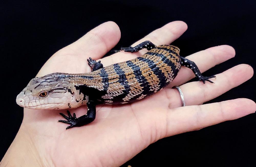 爬虫類 トカゲの詳細情報 ペットを探す ペットワールド アミーゴ