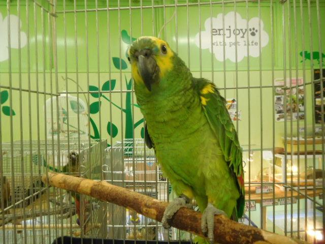 鳥 その他インコ オウムの詳細情報 ペットを探す ペットワールド アミーゴ