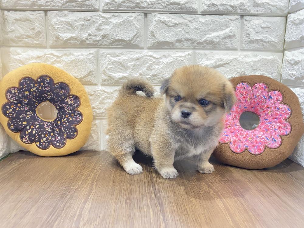 ミックス犬の詳細情報 ペットを探す ペットワールド アミーゴ