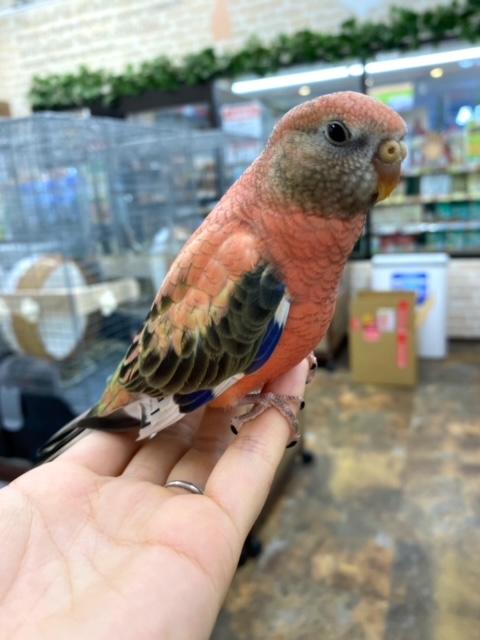 鳥 その他インコ オウムの詳細情報 ペットを探す ペットワールド アミーゴ