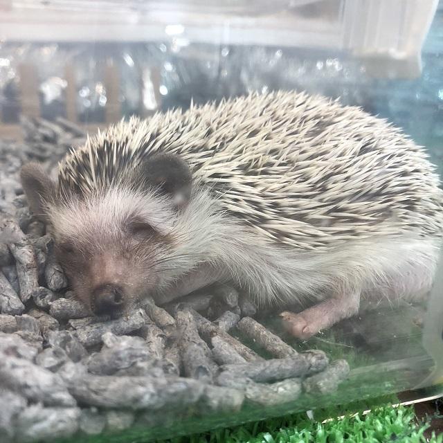 小動物 ハリネズミの詳細情報 ペットを探す ペットワールド アミーゴ