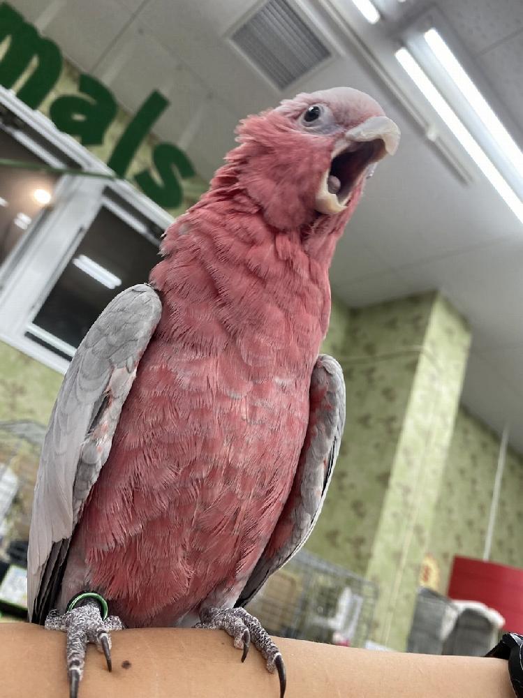 鳥 その他インコ オウムの詳細情報 ペットを探す ペットワールド アミーゴ