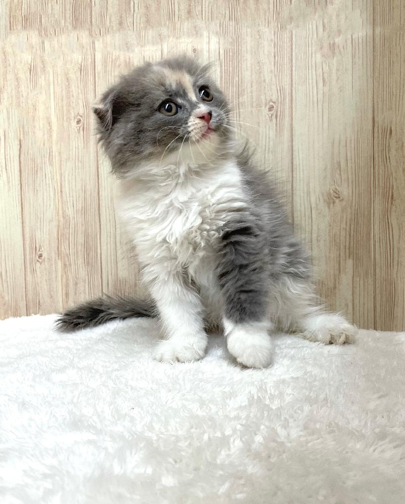 スコティッシュフォールドの詳細情報 ペットを探す ペットワールド アミーゴ