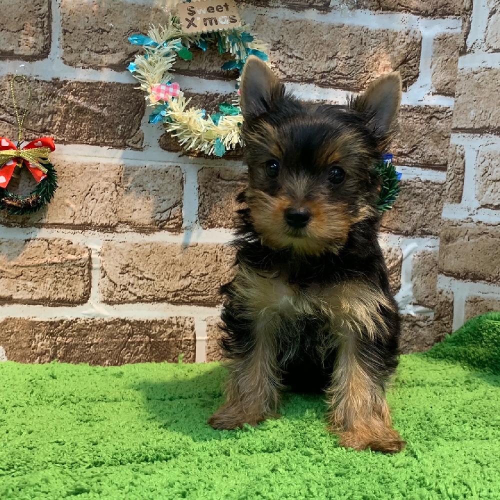 ヨークシャ テリアの詳細情報 ペットを探す ペットワールド アミーゴ