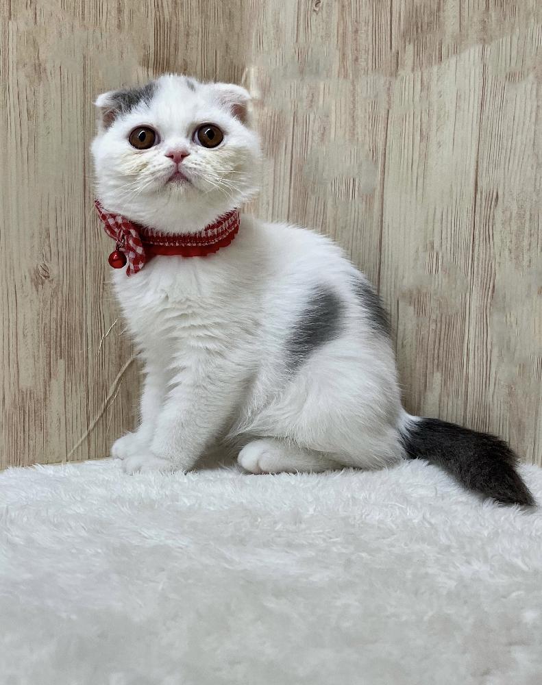 スコティッシュフォールドの詳細情報 ペットを探す ペットワールド アミーゴ