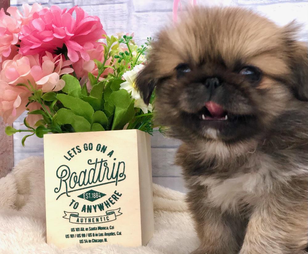 ペキニーズの詳細情報 ペットを探す ペットワールド アミーゴ