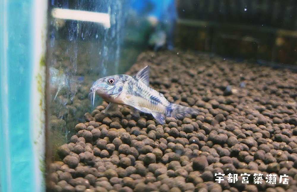 淡水魚 コリドラスの詳細情報 ペットを探す ペットワールド アミーゴ