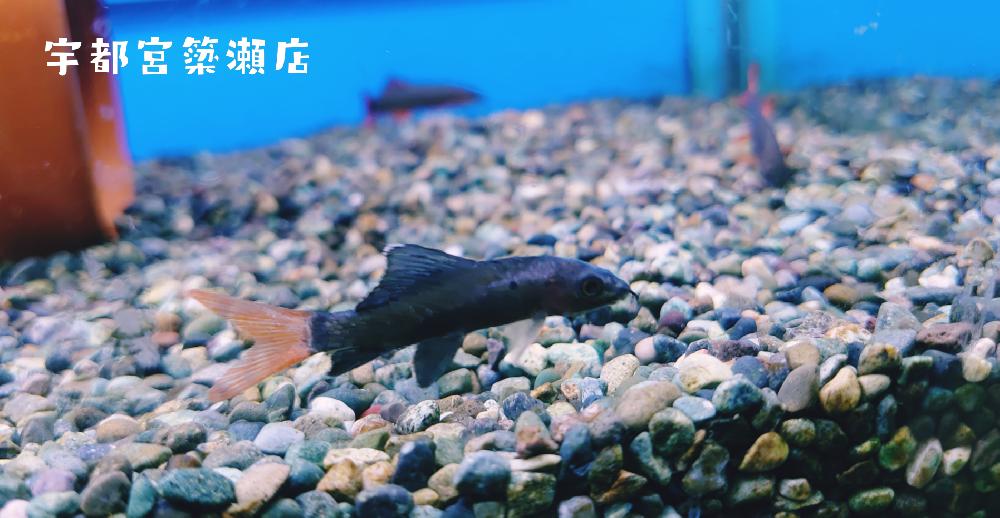 淡水魚その他 の詳細情報 ペットを探す ペットワールド アミーゴ