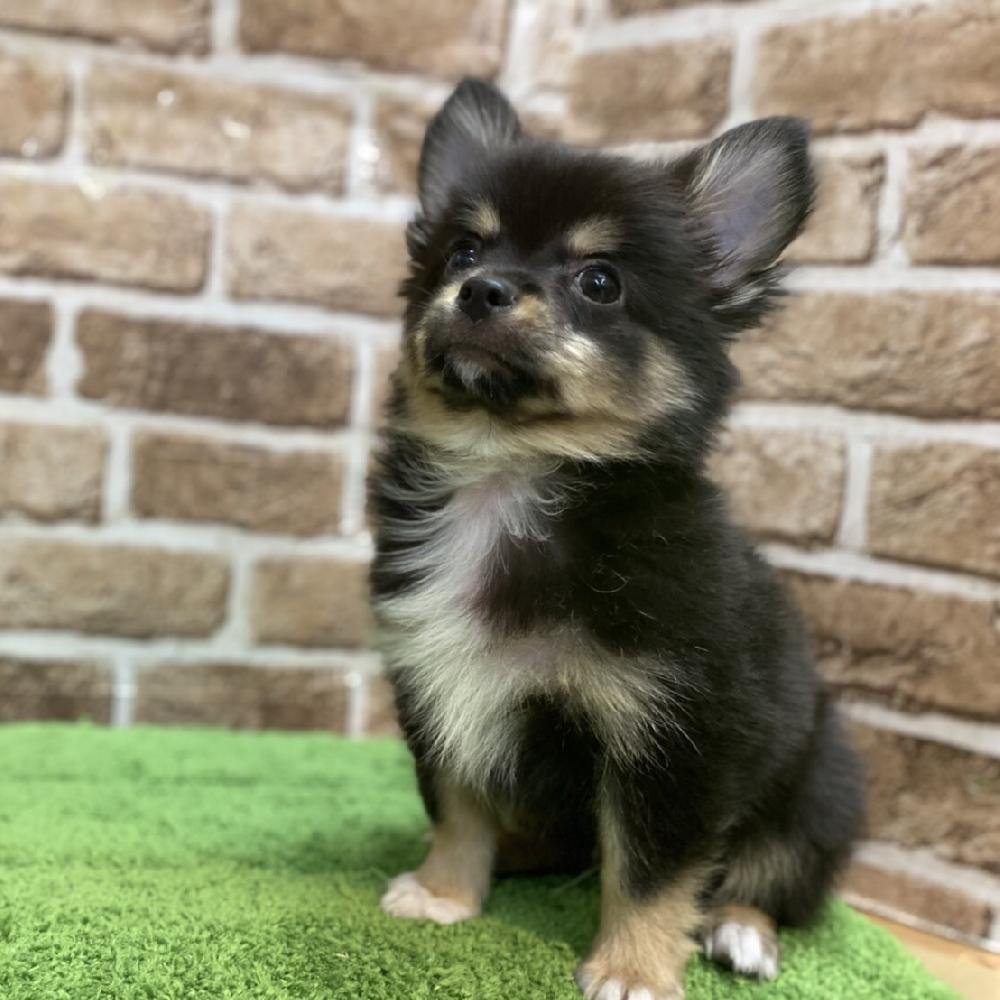 ミックス犬の詳細情報 ペットを探す ペットワールド アミーゴ