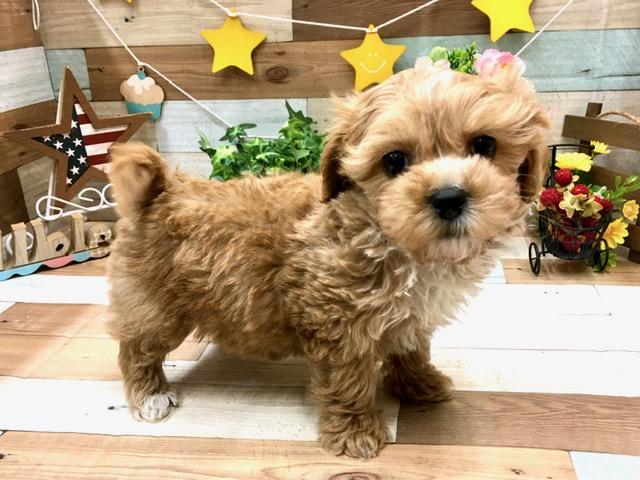 ミックス犬の詳細情報 ペットを探す ペットワールド アミーゴ