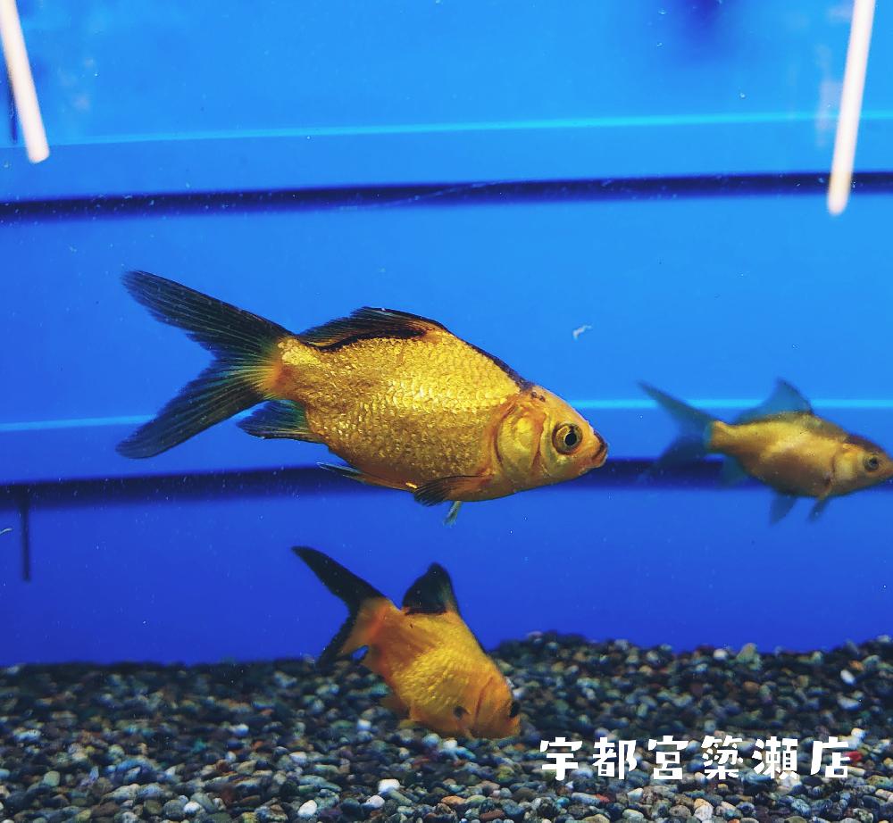 金魚 の詳細情報 ペットを探す ペットワールド アミーゴ