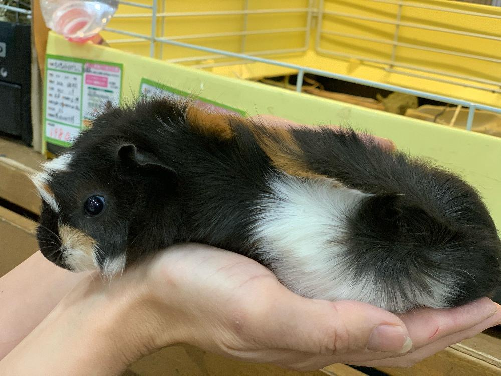 小動物その他 の詳細情報 ペットを探す ペットワールド アミーゴ