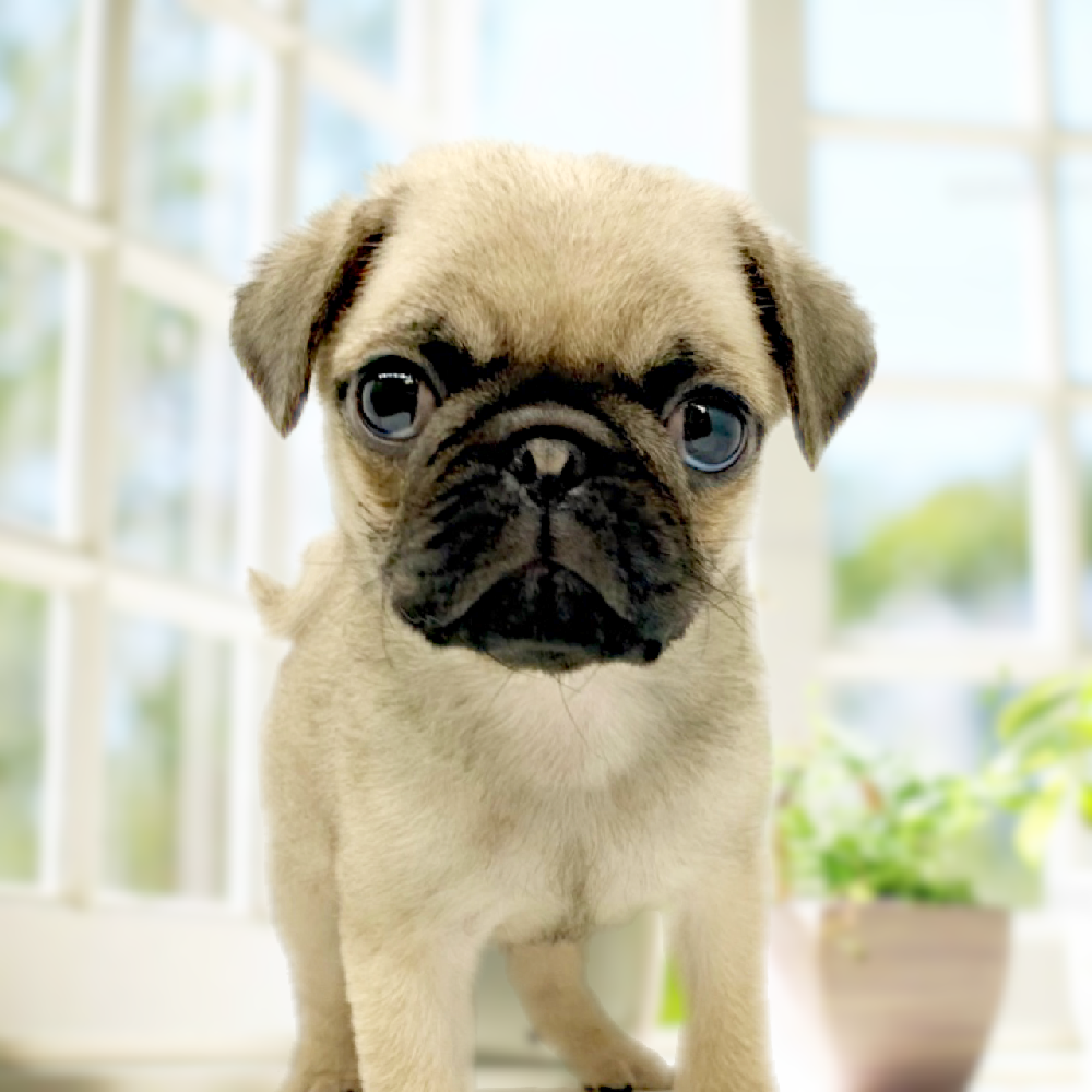 パグの詳細情報 ペットを探す ペットワールド アミーゴ