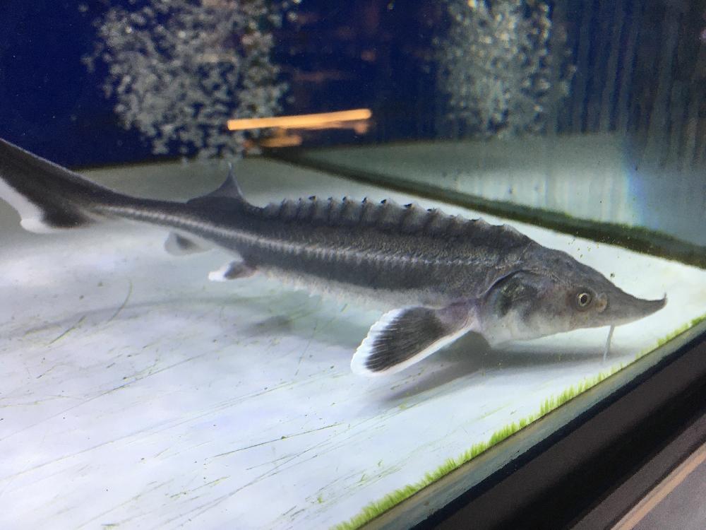 淡水魚 古代魚 ナマズの詳細情報 ペットを探す ペットワールド アミーゴ