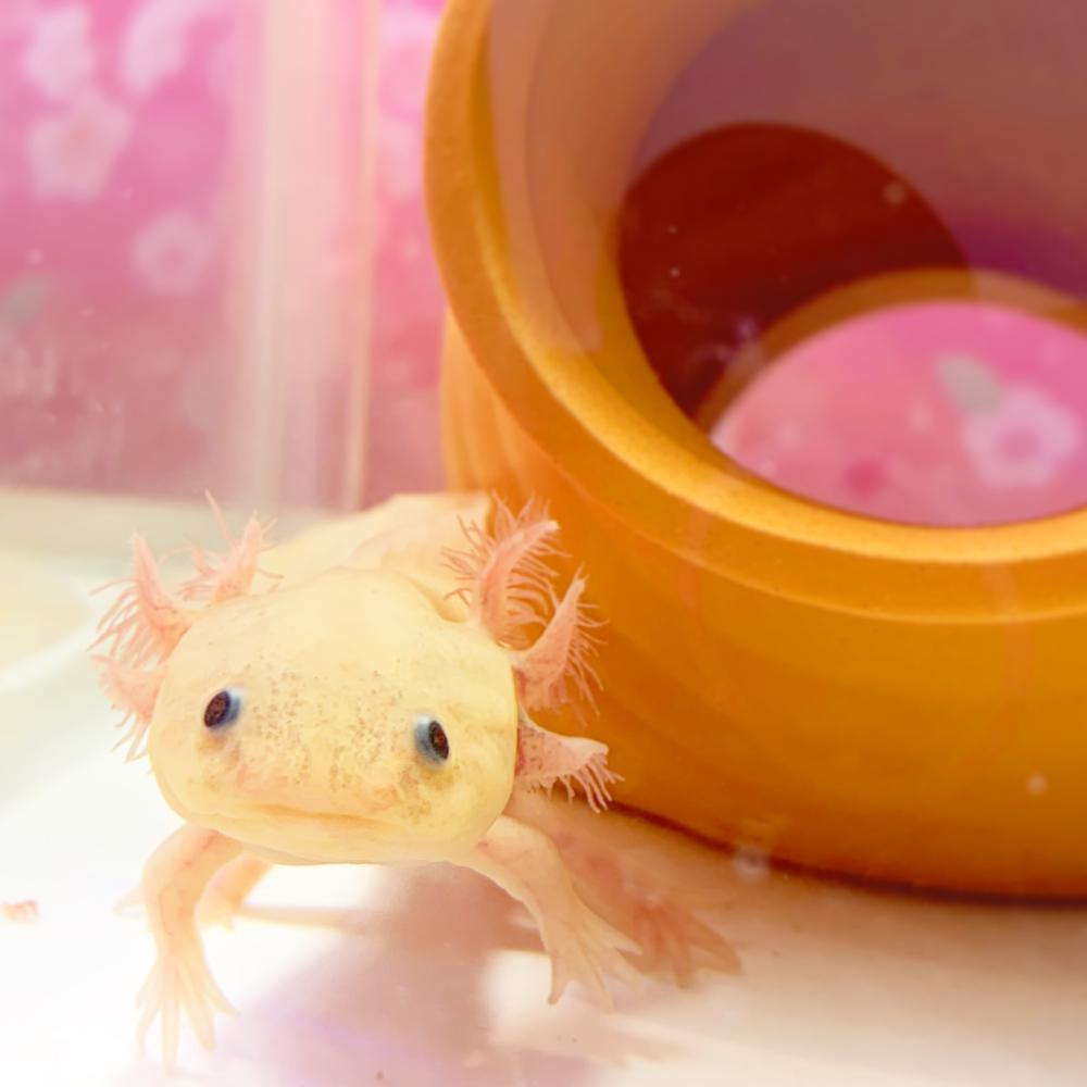 淡水魚その他 の詳細情報 ペットを探す ペットワールド アミーゴ