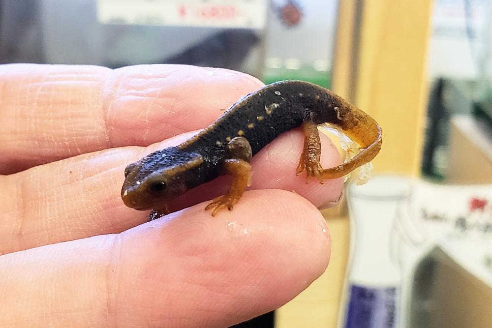 両生類 の詳細情報 ペットを探す ペットワールド アミーゴ