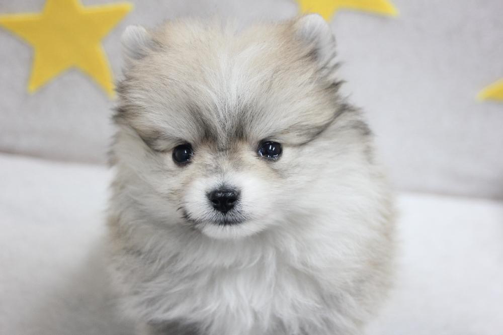 ジャーマン スピッツ クライン ジャーマンスピッツ 犬種のプロフィール Documents Openideo Com