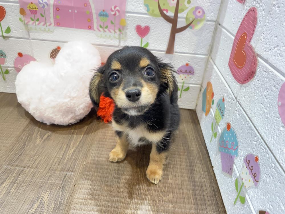 ミックス犬の詳細情報 ペットを探す ペットワールド アミーゴ