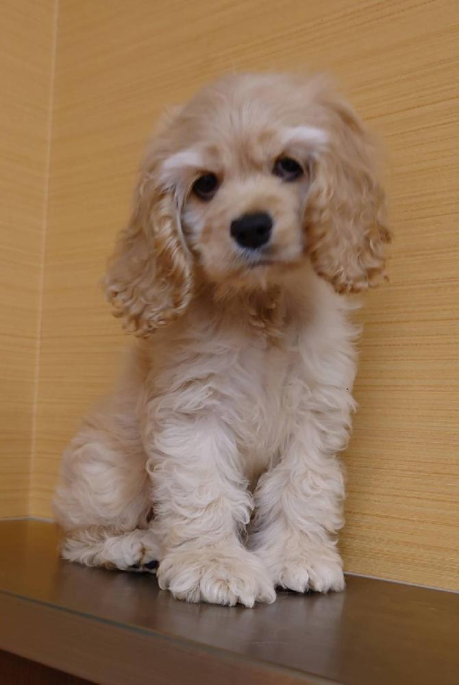 アメリカン コッカー スパニエルの詳細情報 ペットを探す ペットワールド アミーゴ