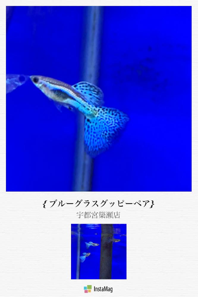淡水魚 グッピーの詳細情報 ペットを探す ペットワールド アミーゴ