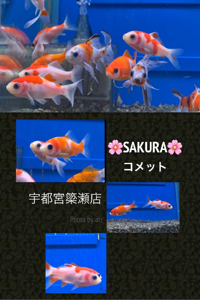 金魚 の詳細情報 ペットを探す ペットワールド アミーゴ