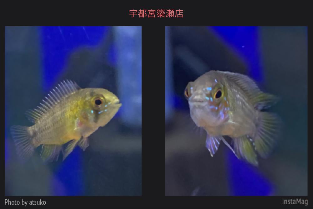 淡水魚 シクリッドの詳細情報 ペットを探す ペットワールド アミーゴ