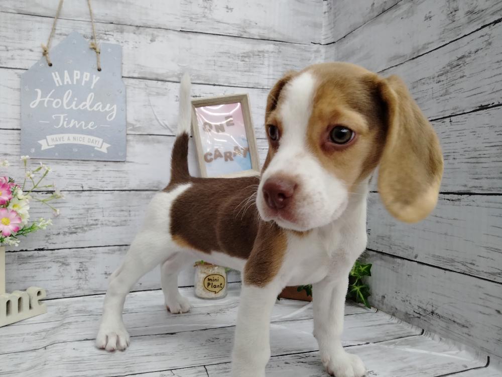 ビーグルの詳細情報 ペットを探す ペットワールド アミーゴ