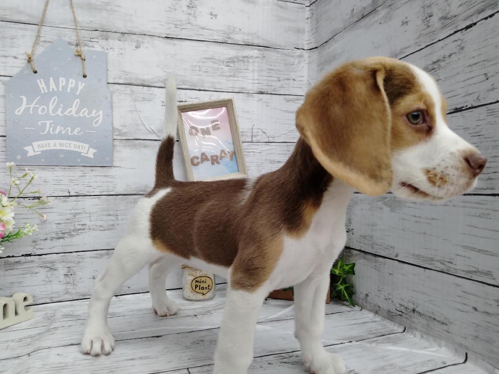 ビーグルの詳細情報 ペットを探す ペットワールド アミーゴ