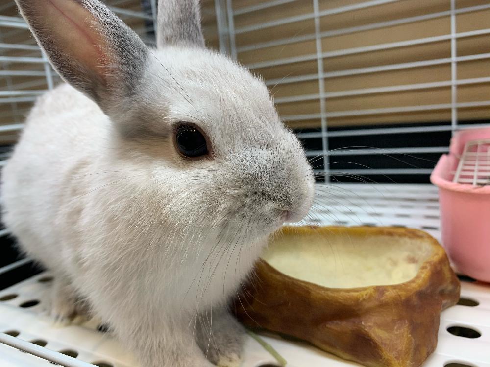 小動物 うさぎの詳細情報 ペットを探す ペットワールド アミーゴ