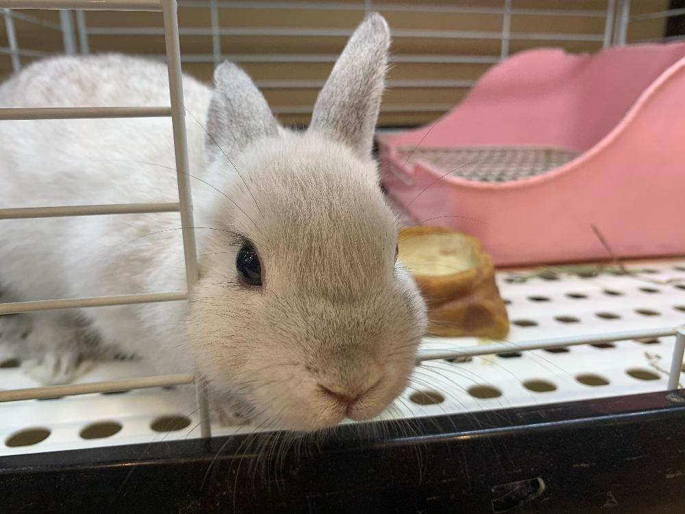 小動物 うさぎの詳細情報 ペットを探す ペットワールド アミーゴ