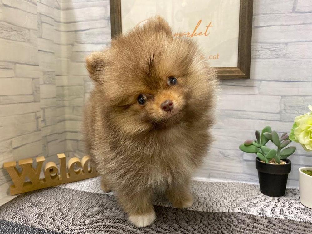 ポメラニアンの詳細情報 ペットを探す ペットワールド アミーゴ