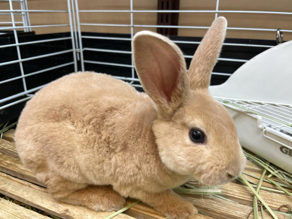 小動物 うさぎの詳細情報 ペットを探す ペットワールド アミーゴ