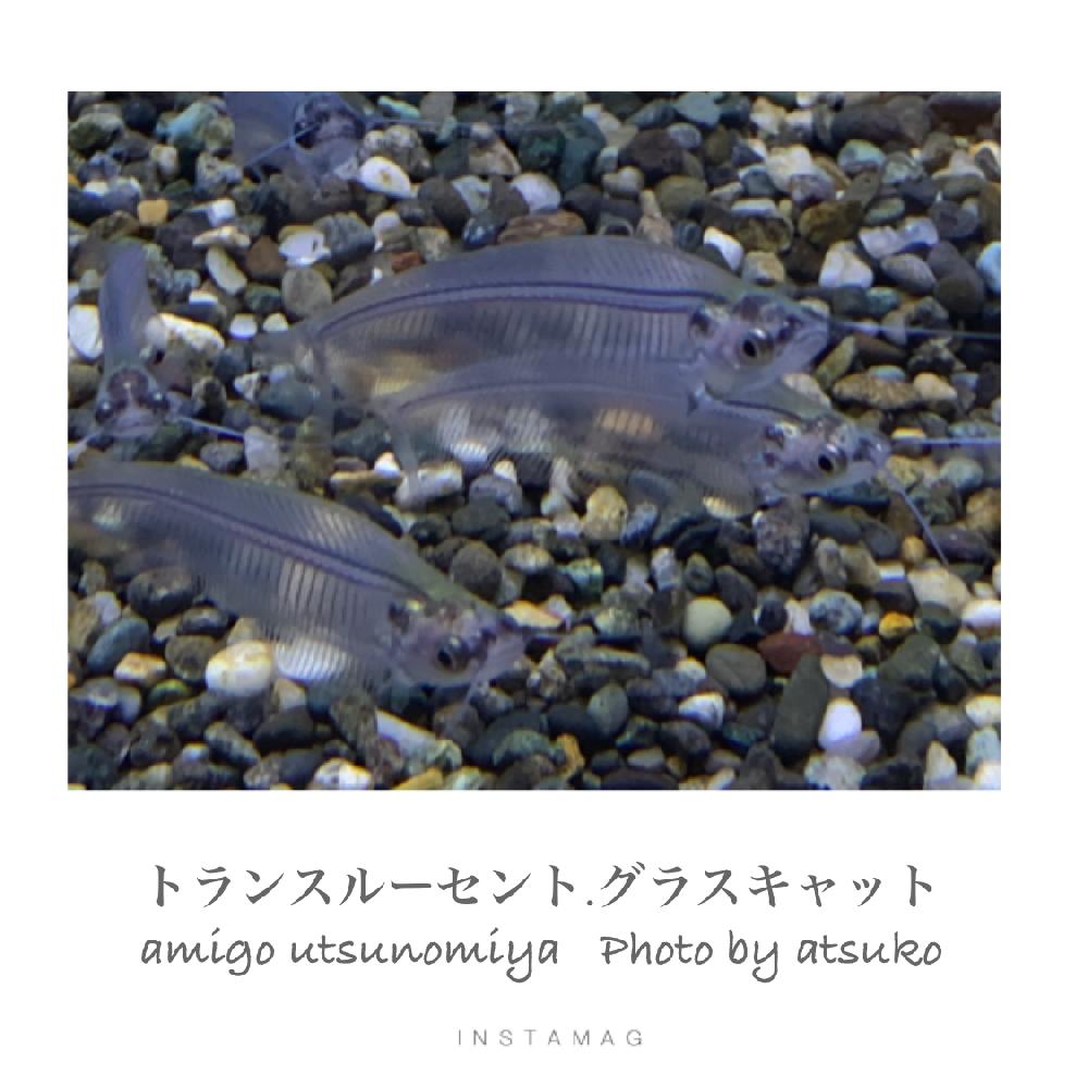 淡水魚 古代魚 ナマズの詳細情報 ペットを探す ペットワールド アミーゴ