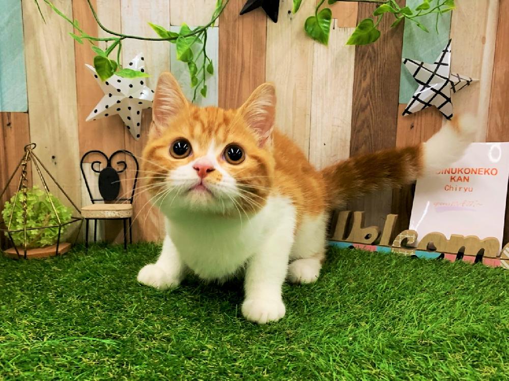 スコティッシュフォールドの詳細情報 ペットを探す ペットワールド アミーゴ